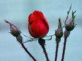 Winter Survival