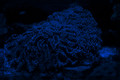 Blue T Full
