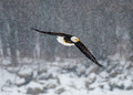 Bald Eagle In A Blizzard