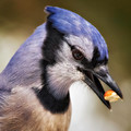 Portrait of a BlueJay 