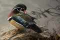 Wood Duck