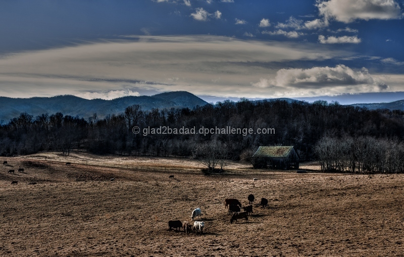 Bovine Country