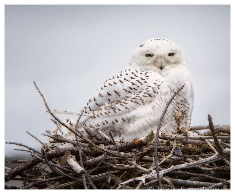 Snowy Owl on Borrowed Osprey Nest