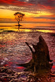 Lonely Tree