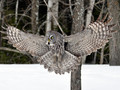 Spread your wings