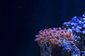 Red Bubble tip Anemone