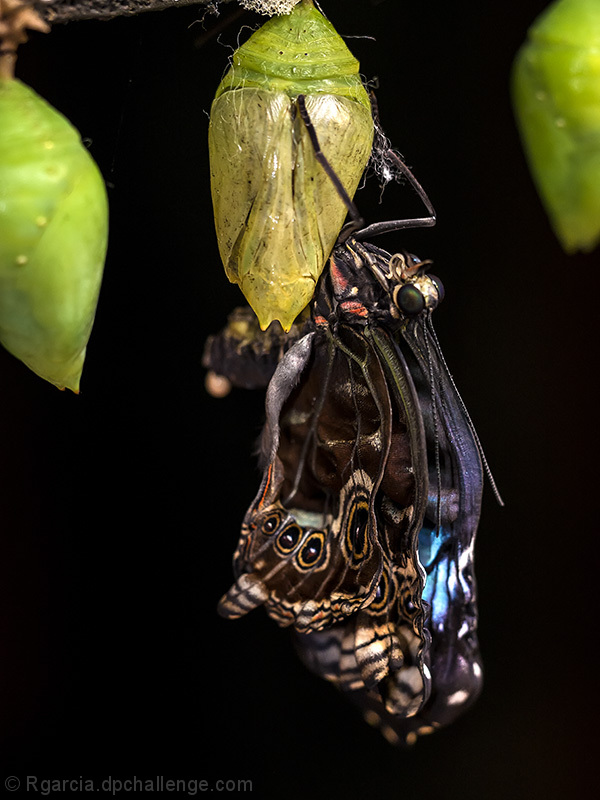 Metamorphosis