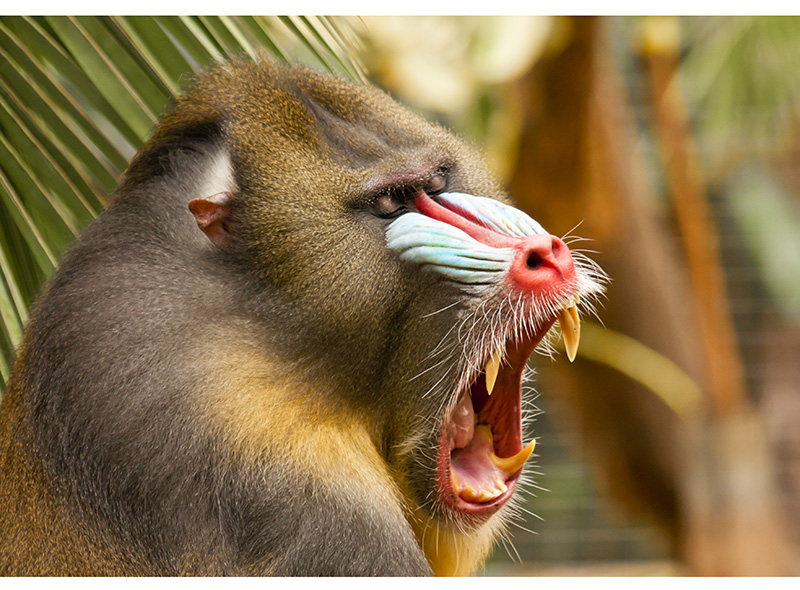 Primate 