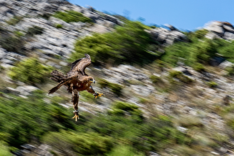 Bird of Prey