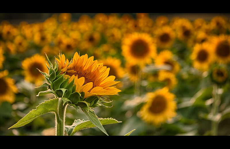 Summer Gold