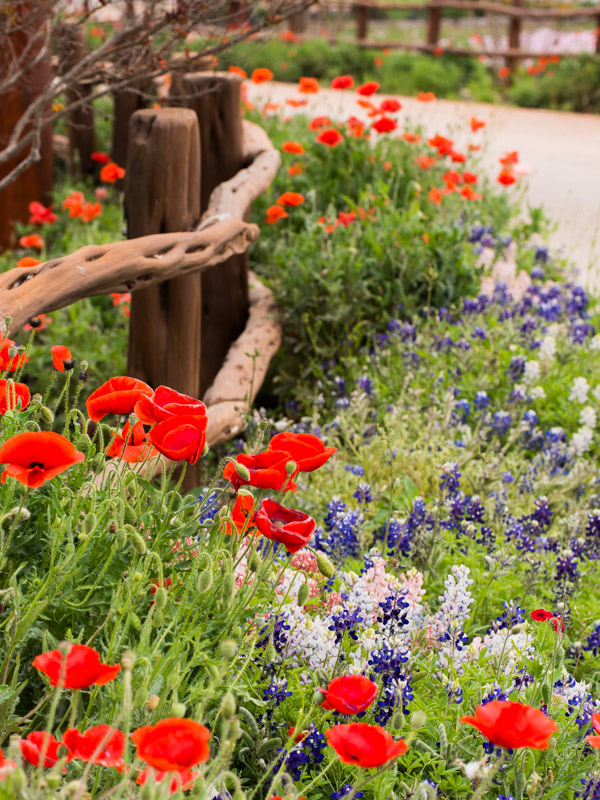 The Wildseed Farm