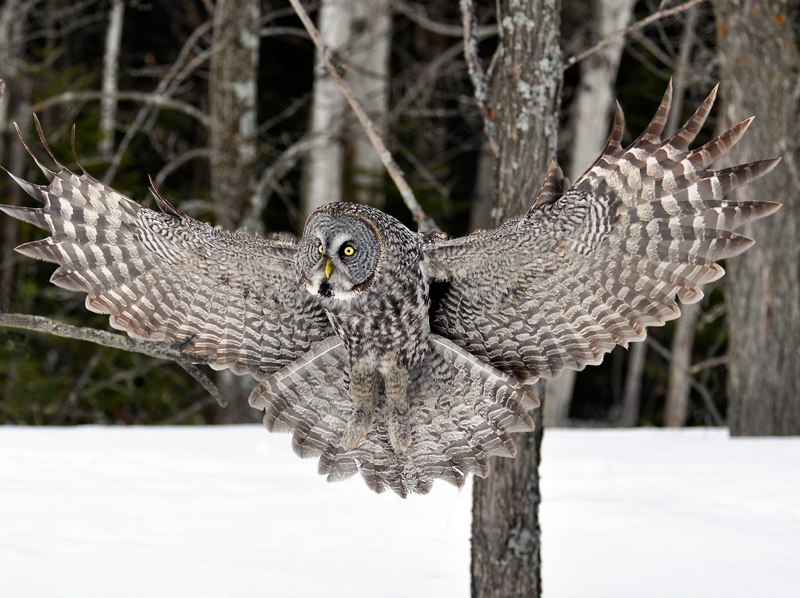 Spread your wings