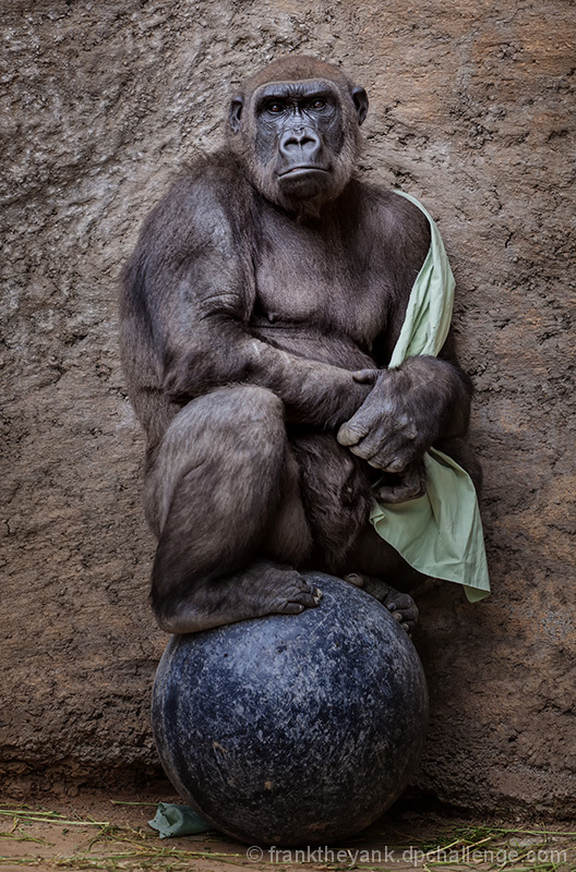 Gorilla Fashion Show