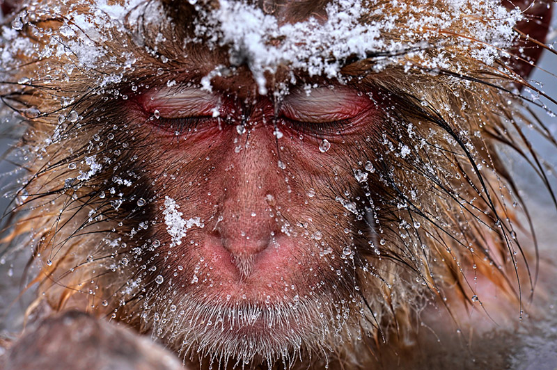 Snow Monkey