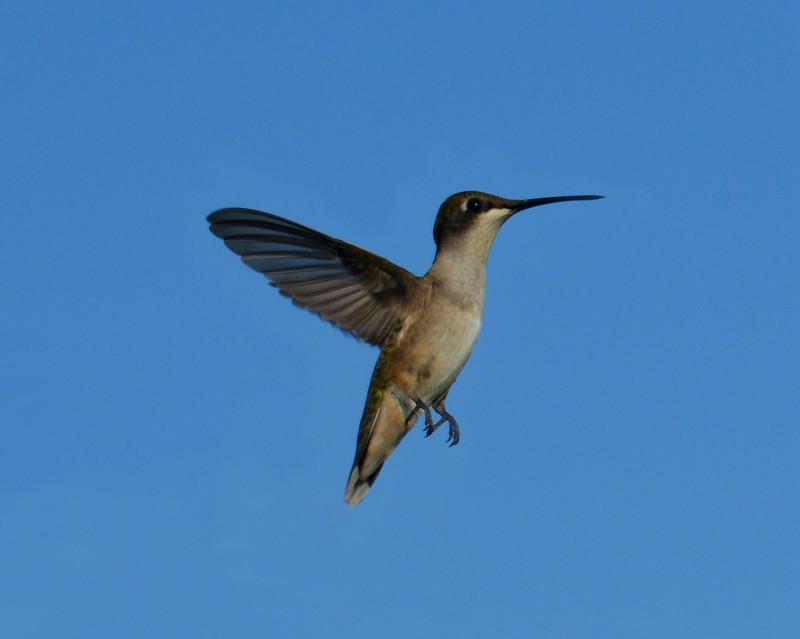 A Hummingbird