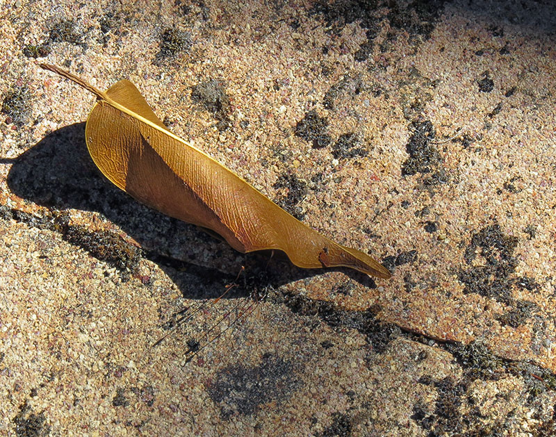 The Leaf