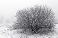 In the bleak midwinter...