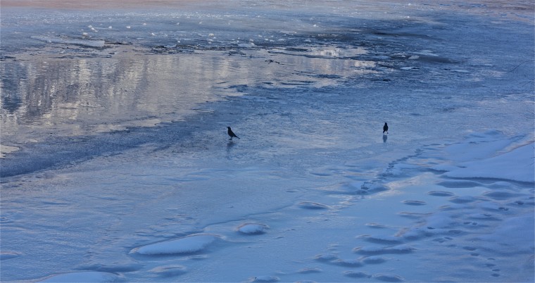 one COLD bird bath