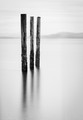 Three Pilings at Point Roberts