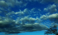 Branches on cloud sea