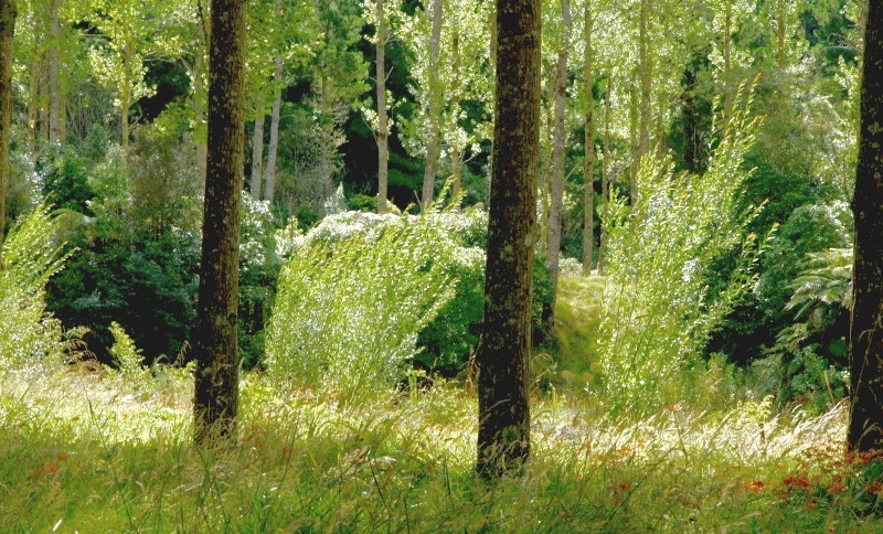 triptych of  green summer