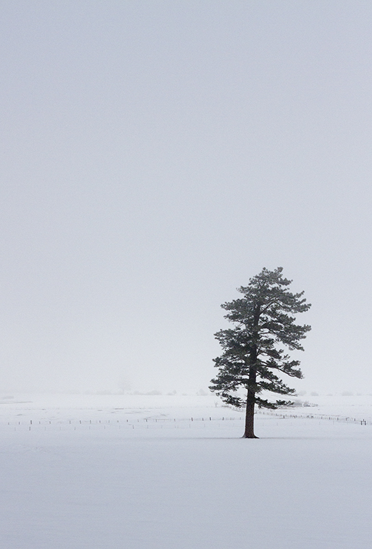 Winter Fog