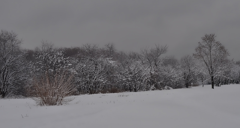 Sticky snow