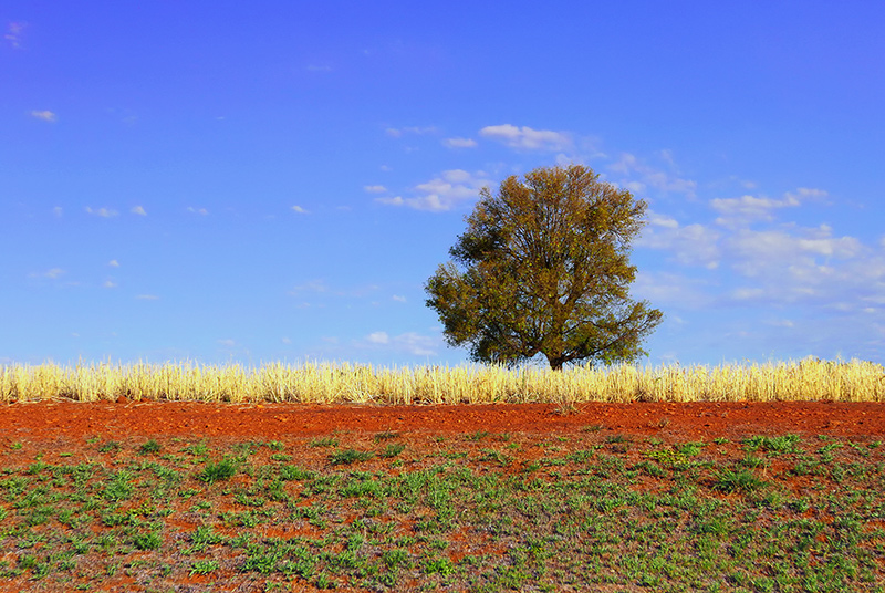 Wheat Layer