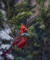 Cardinal in the yew