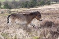 Exmoor Pony