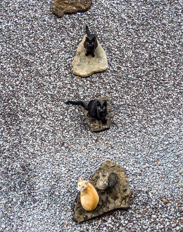 Mouse in the sky