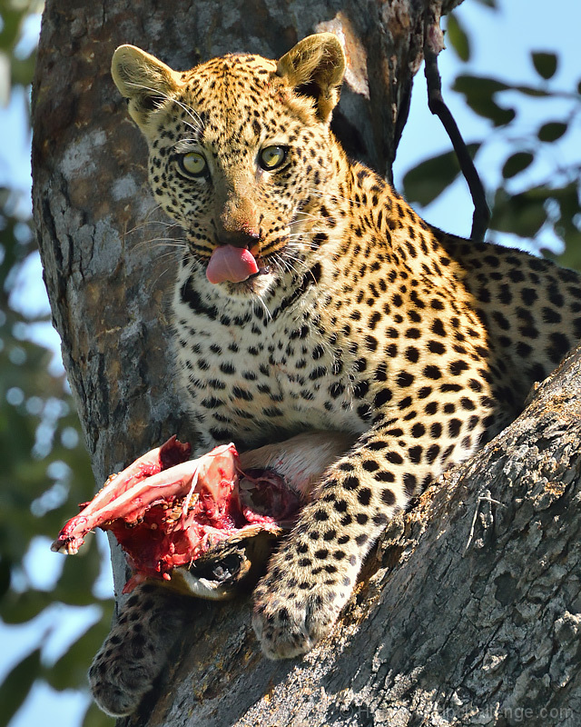 Bon Appetit