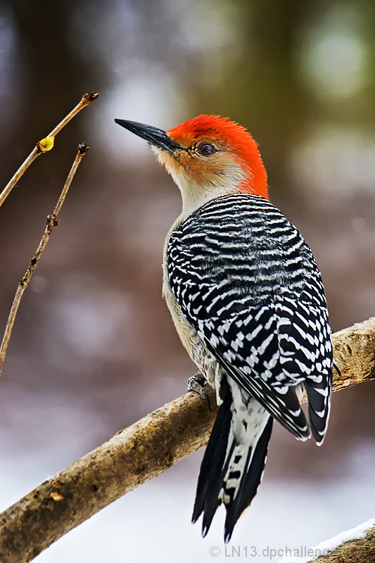 Melanerpes carolinus