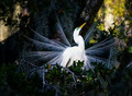 A Day of Birding