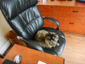 Re-capturing my office from the Cat
