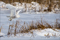 Birding - Snowy Owl