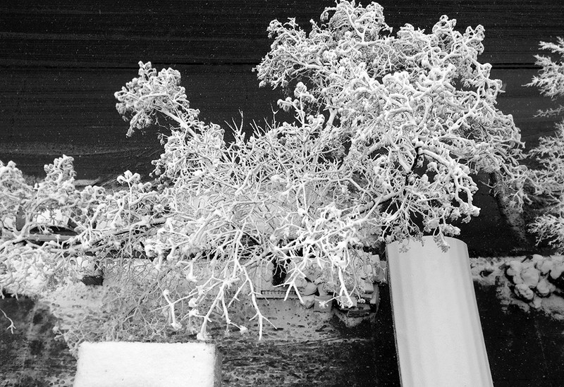 watched my tree dressed in lace