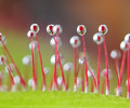 Sundew - A Sticky End