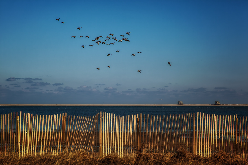 Sonata in G Minor for Geese and Fence
