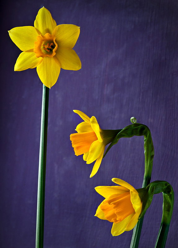 The Daffodils