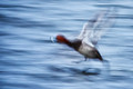 RedHead Takes Flight