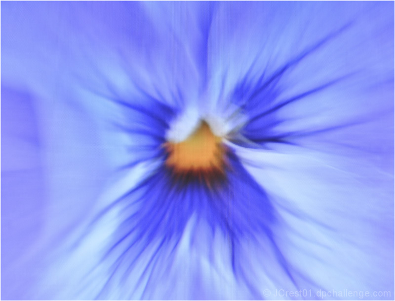 Flower Abstract