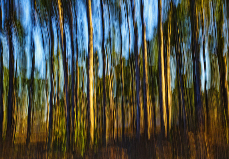 Woodland Blur