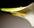 Honeydew