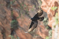Verreaux's Eagle