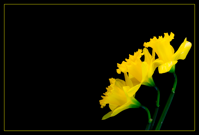 Praising Spring