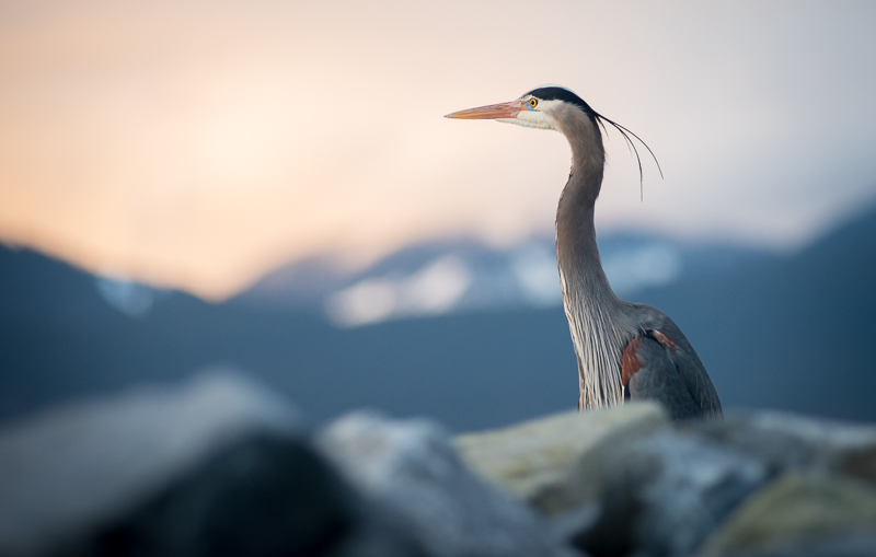 Blue Heron at Sunset