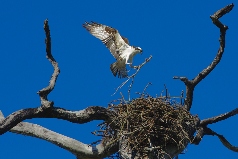 Osprey