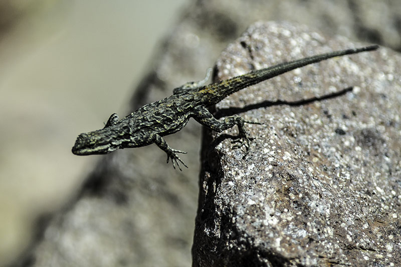 EMERGENCY!  EVERYLIZARD TO GET FROM ROCK!
