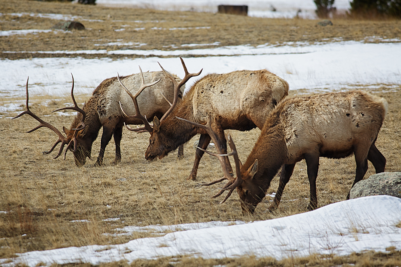 Grazing Wapiti